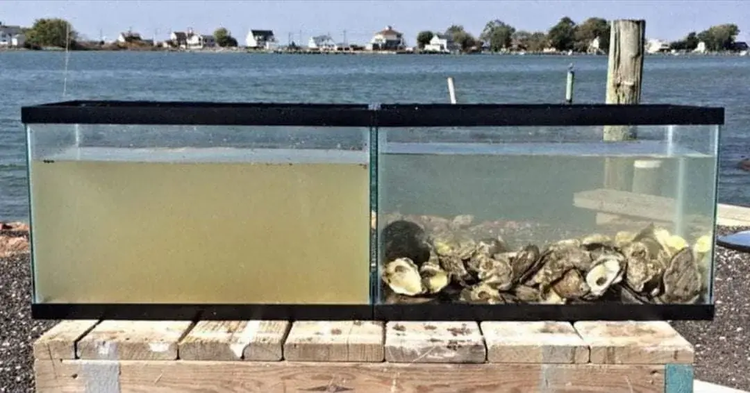 The water in both tanks was collected from the same source at the same time. The difference? The tank on the right contains oysters. This stark contrast demonstrates just how vital oysters are for purifying seawater and maintaining aquatic health.